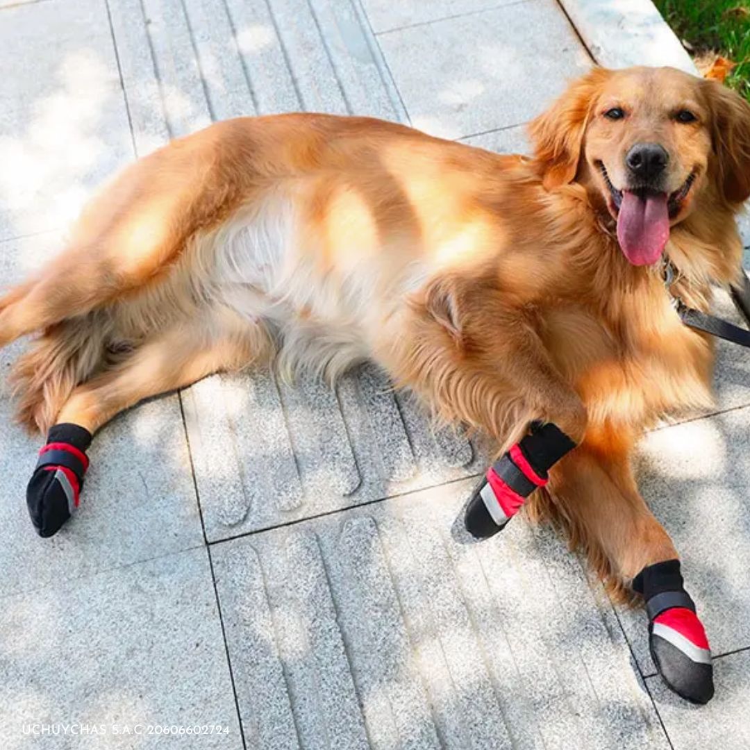 Zapatos Reflectantes para Perro