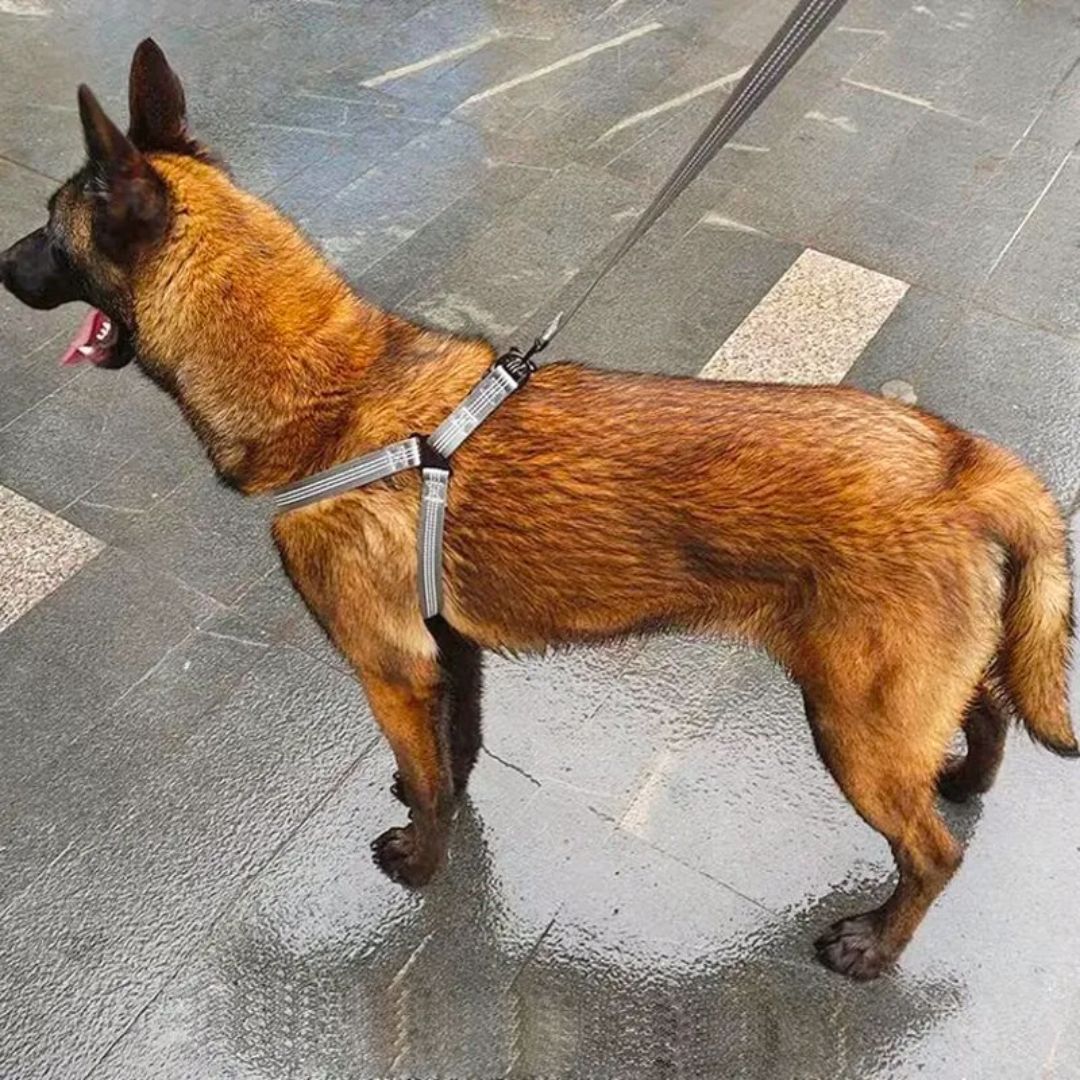 Arnés de Neopreno para perro