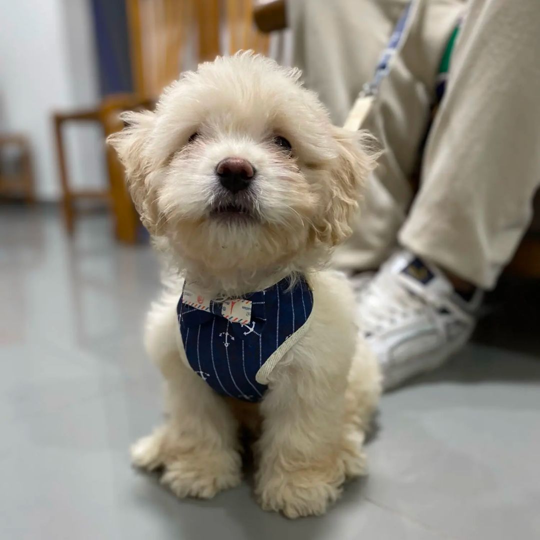 Arnés para Mascotas Pequeñas